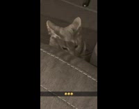 Clips mpugc - Grey cat on couch runs away and behind blinds at door