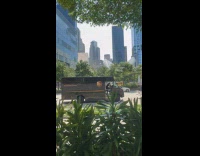 Submitter shows pineapple plants planted in city