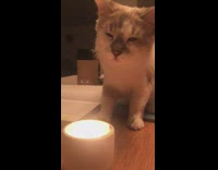 Cat on table looks at lit candle 