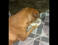 Dog bites and lick cat on floor