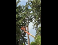 Tree fell on boom lift of tree cutter 