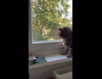 Collab PLC - Cat watching pigeon pops head on window 