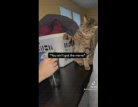 Cat trying to fight blue spray water bottle