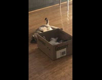 Cat plays with white kitten in box