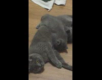 cat with kittens on her