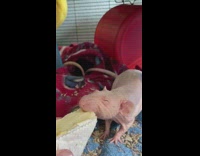 Naked mouse eats block of cheese