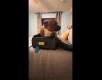 Dog sitting inside of suitcase