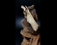 Mantis insects compared to their camouflage wood