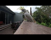 Cockatoos landing on balcony eating seeds