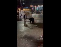 Man gets approached by black bear on street 