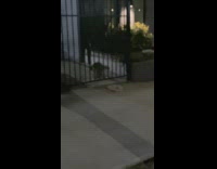 Raccoon runs towards parking lot with gate 