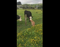 Small brown dog looks at cows grass