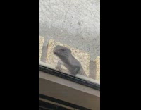 Lizard Rolls Over as it Stands on Window