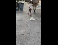 Guy trains pet dog