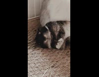 Bunny rabbit grooming the body of another bunny lying down
