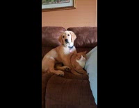 Golden retriever puppy sits by orange cat