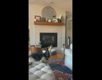 Large dog catch drone fly inside house