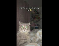 Grey cat turns around to fart noise