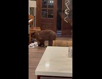 Brown bear got inside house during bachelorette party pt. 2