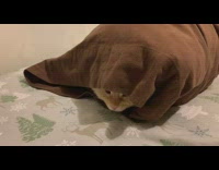 Cat rests inside brown pillow at the bed