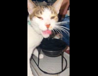 Collab BitchMP - Cat dips whole face in bowl 