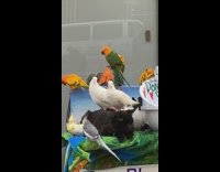 Cats sits around group of birds on top of Peace and Blessings sign on the sidewalk