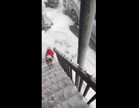 Pitbull with sweater walk on stairs onto snow with snow boots on 
