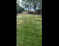 Brown dog chased by deer on yard