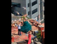 Collab IITW - Lady Gets Surrounded by Seagulls on Rooftop