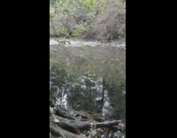 Salmon fish swim in creek underwater camera