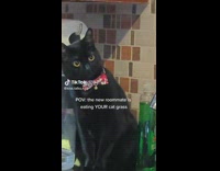 Cat watching other cat eat grass 