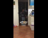Pet cat on the basket moved by a wheelchair