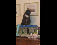 Collab DailyDoseOfInternet - Black cat sit over fish tank cover