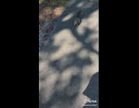 Wilds Animals in Park Follows Terrified Lady