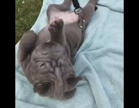 chubby grey puppy on blue blanket plays with leash 