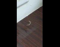 Small lizard lay on the floor