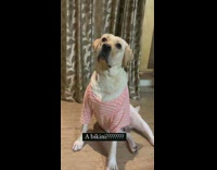 Dog wears baggy clothes then a bikini 