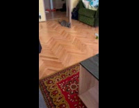 Cat plays and fetches the suction cup