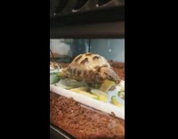 Brown turtle eats cut up cumber terrarium 