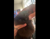 Collab Clips MPUGC - Man lifts cats face showing teeth