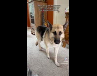 Collab ClipsIG - Shy dog comes out when crowd leaves