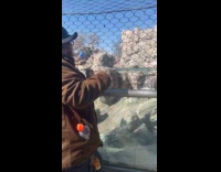 Man knows polar bears routine at zoo