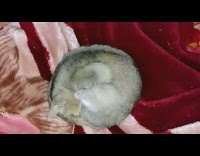 Brown Cat Sleeps in Circle Shape on Blanket