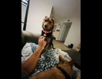 Dog gets jealous on another pet dog