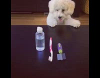 cute fluffy white dog stands on hind legs and tries to reach toiletries on table 