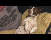 Small brown white dog makes weird nose when tickled 