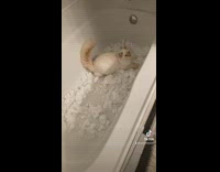 Small cat in bathtub full of white powder 