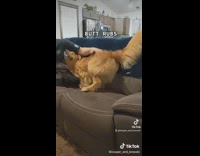 Dog gets Chin rubs vs Butt rubs 