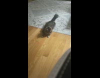 Pet cat stares and catches the laser point on the floor