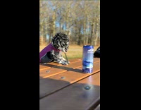 Dog shoot can with rubber band trick